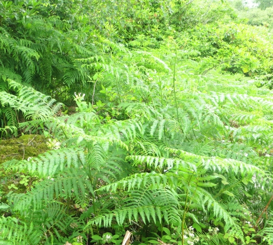 Ferns in west Cork
